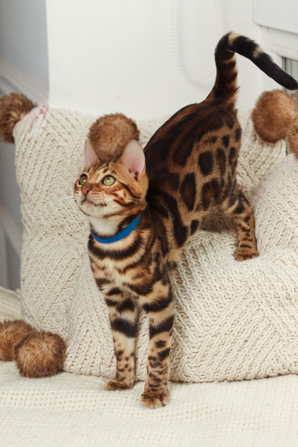 Lucas | Bengal Kitten