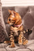 Maddy | Bengal Kitten