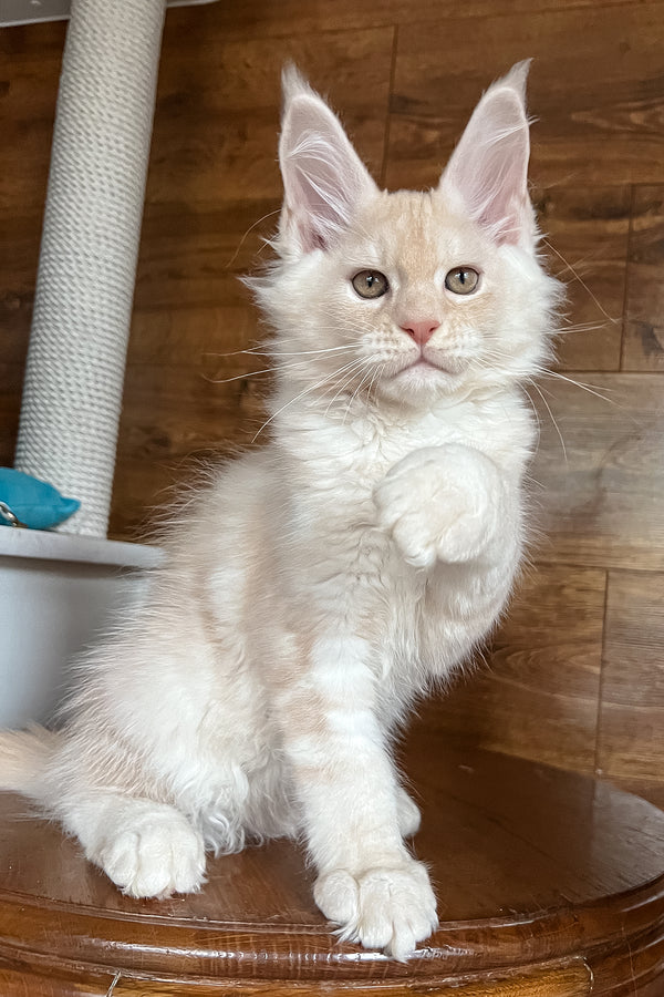 Rey | Maine Coon Kitten