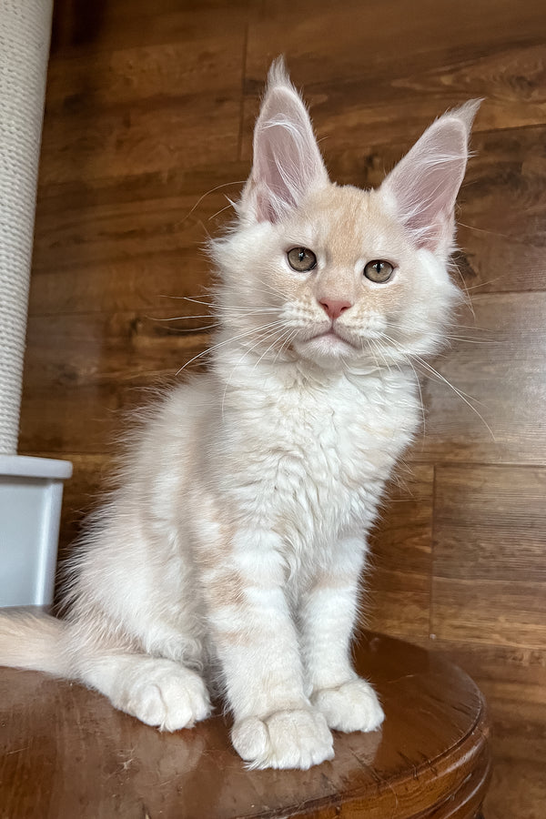 Rey | Maine Coon Kitten