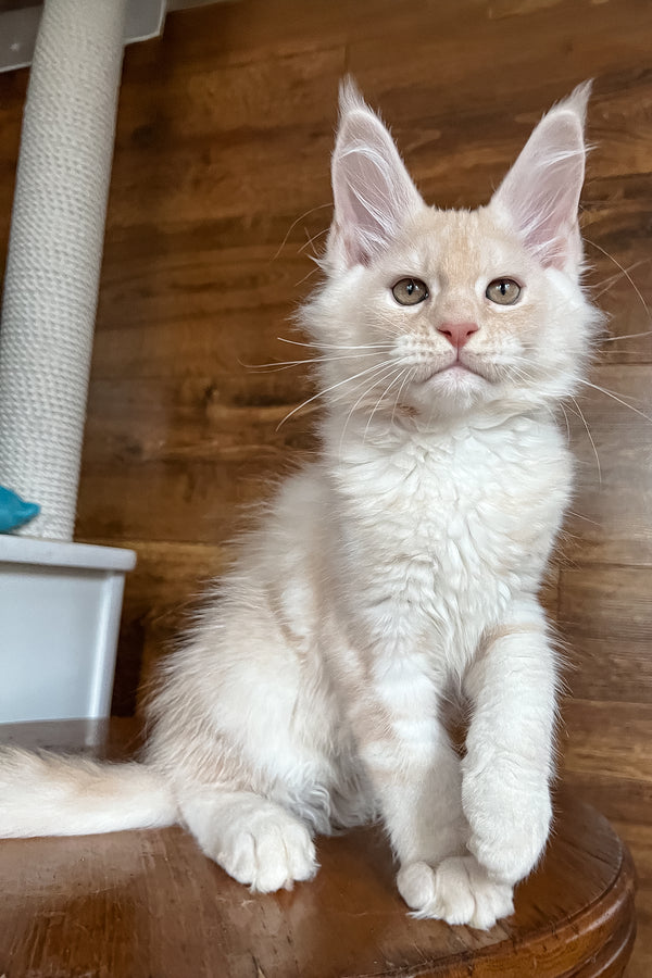 Rey | Maine Coon Kitten