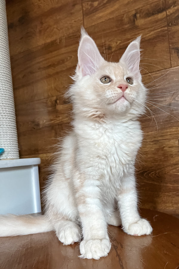 Rey | Maine Coon Kitten