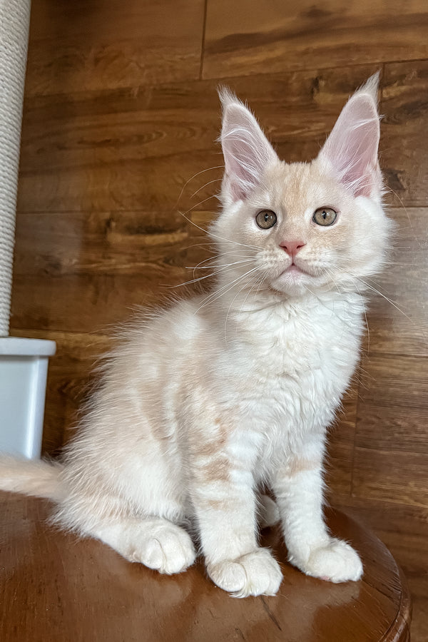 Rey | Maine Coon Kitten