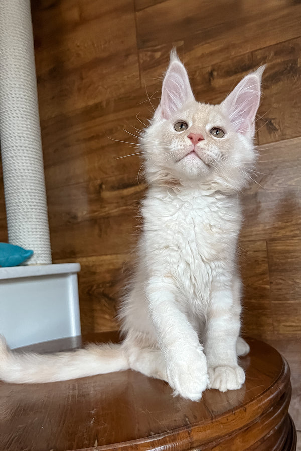 Rey | Maine Coon Kitten