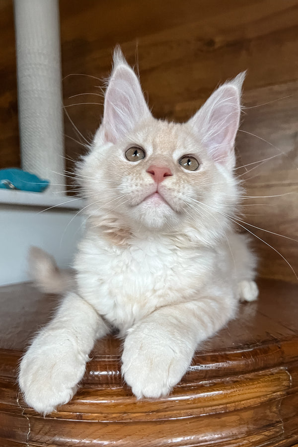 Rey | Maine Coon Kitten