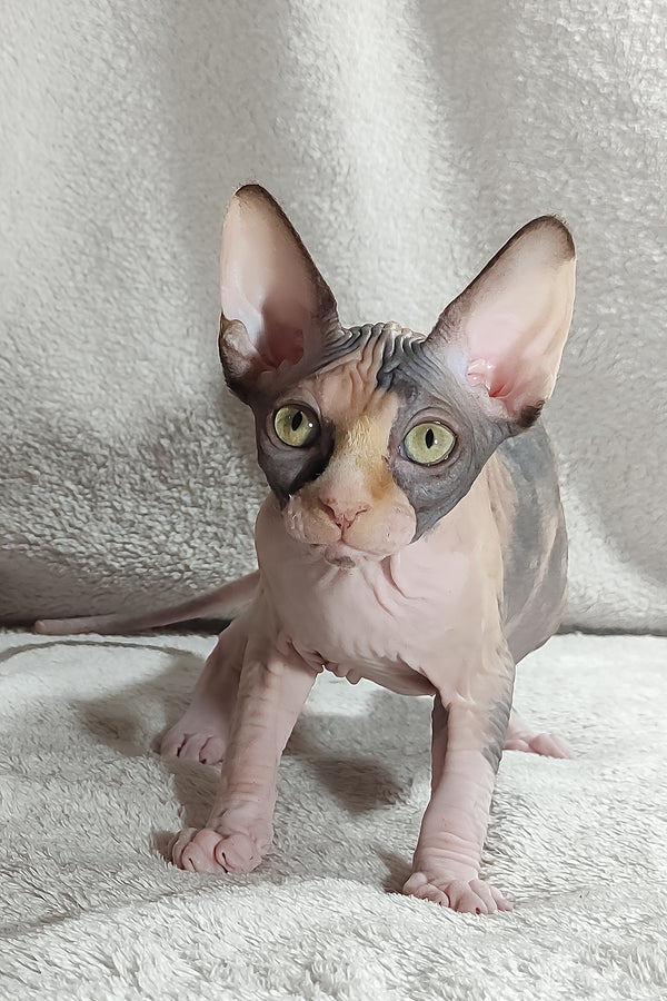 Athena | Canadian Sphynx Kitten