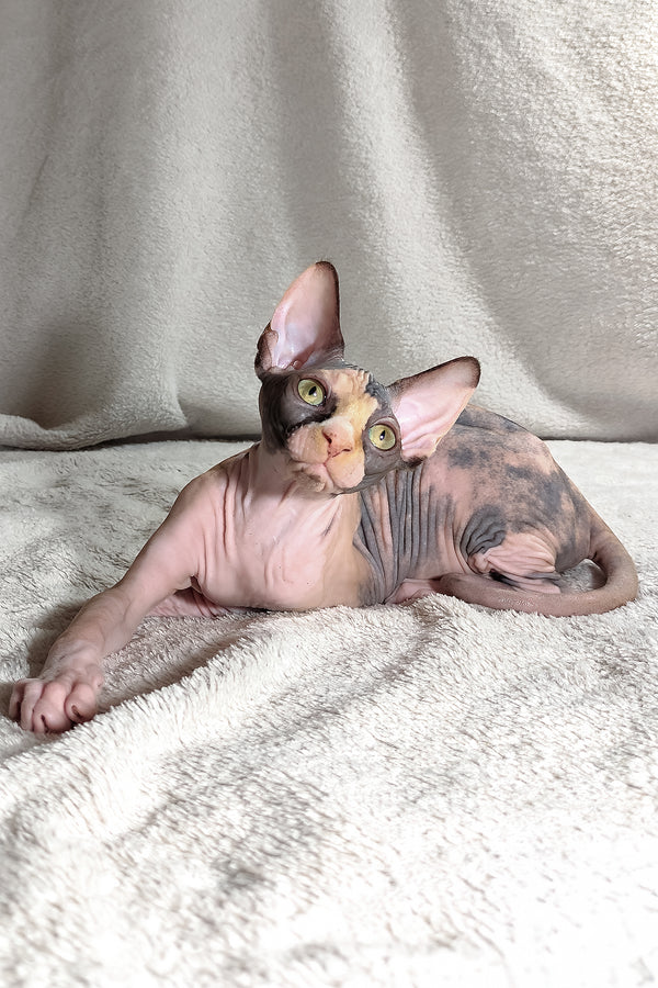 Athena | Canadian Sphynx Kitten