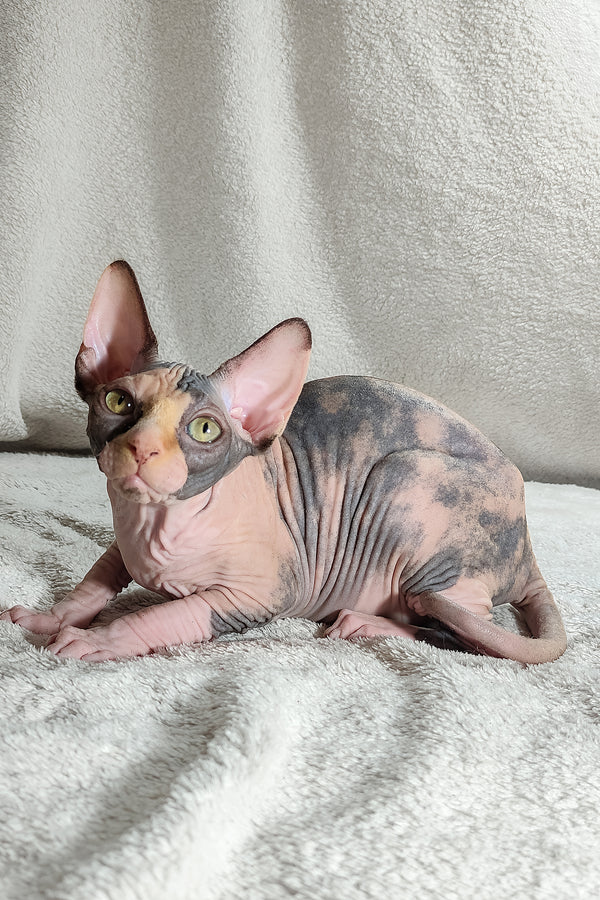Athena | Canadian Sphynx Kitten