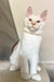 Leva | Maine Coon Kitten