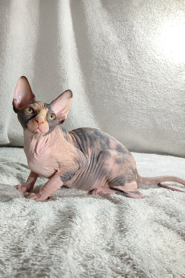 Athena | Canadian Sphynx Kitten