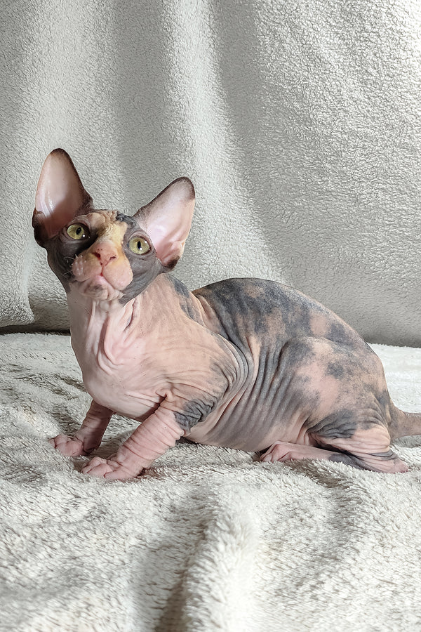 Athena | Canadian Sphynx Kitten