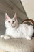 Leva | Maine Coon Kitten