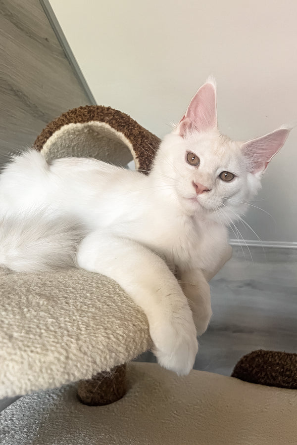 Leva | Maine Coon Kitten