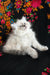 Jasmine | Siberian Kitten