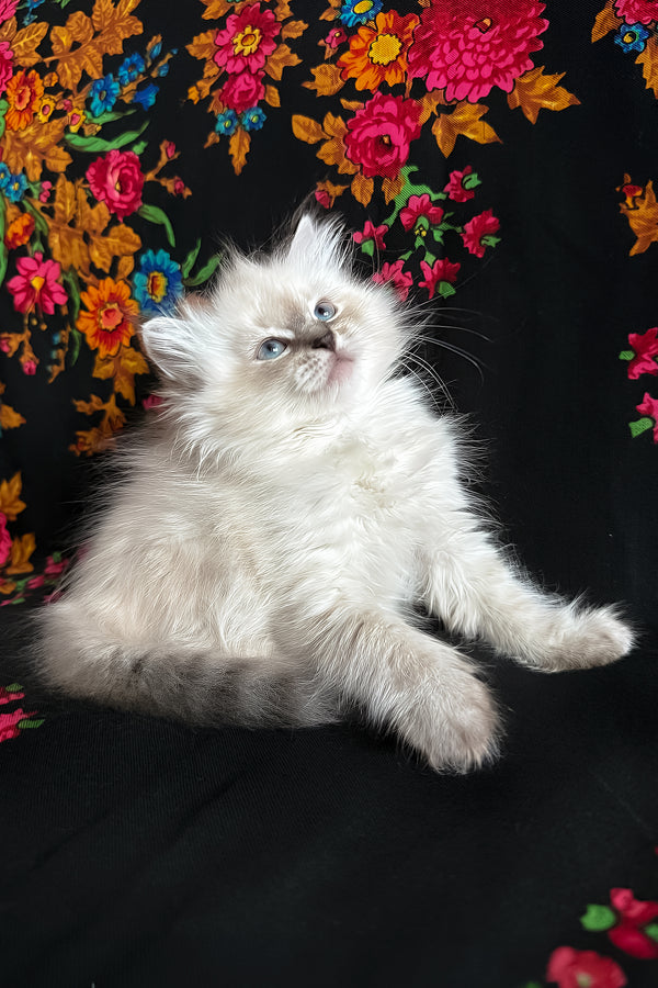 Jasmine | Siberian Kitten