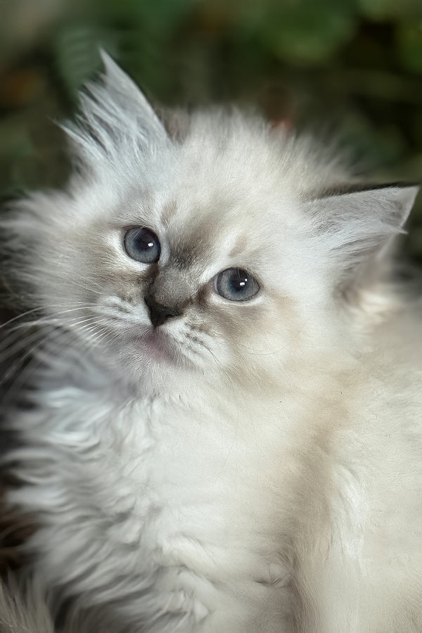 Jasmine | Siberian Kitten