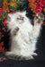 Jasmine | Siberian Kitten