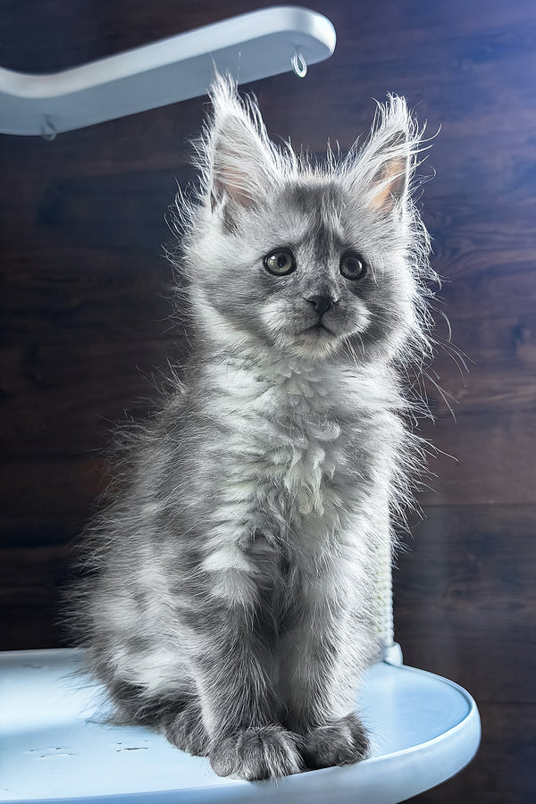 Bady | Maine Coon Kitten