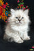 Jasmine | Siberian Kitten