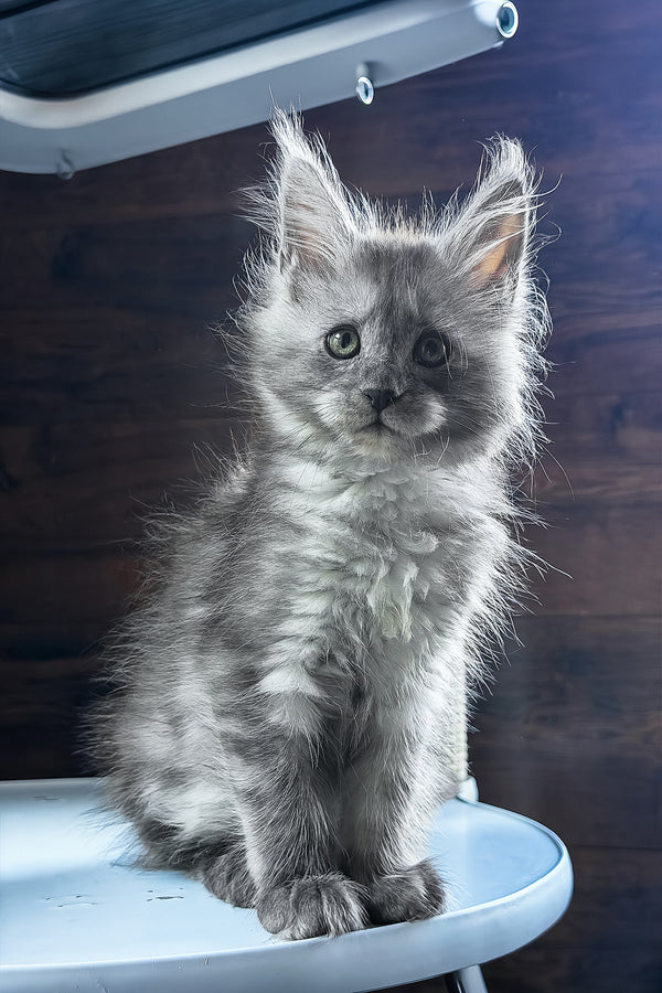 Bady | Maine Coon Kitten