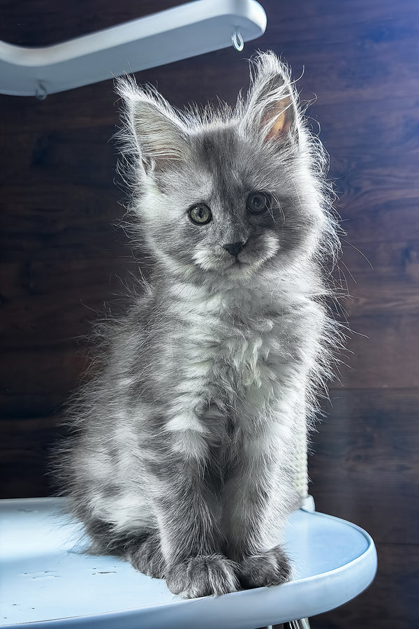 Bady | Maine Coon Kitten