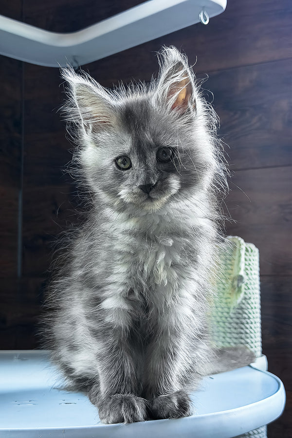 Bady | Maine Coon Kitten