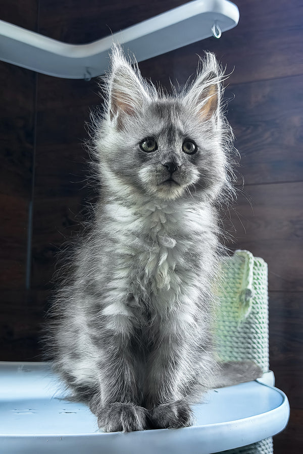 Bady | Maine Coon Kitten