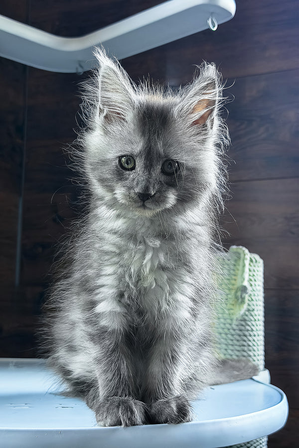 Bady | Maine Coon Kitten