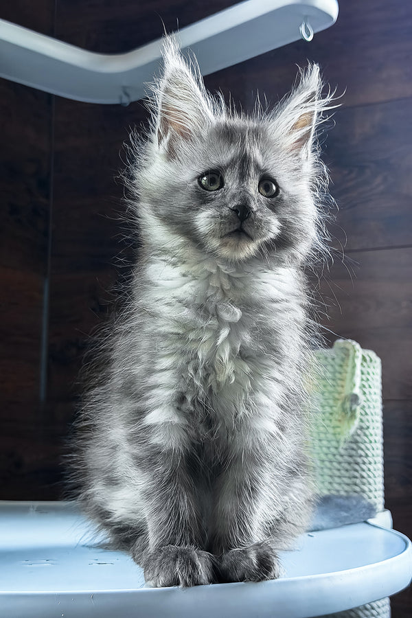 Bady | Maine Coon Kitten