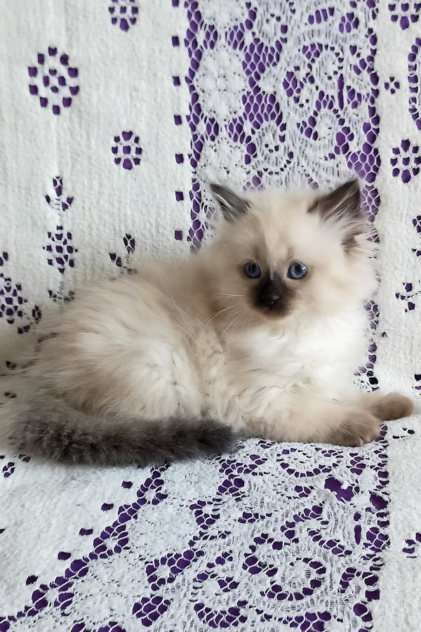 Liron | Siberian Kitten