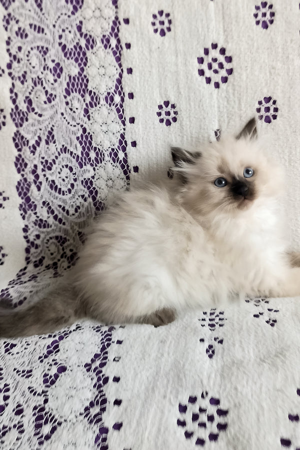 Liron | Siberian Kitten