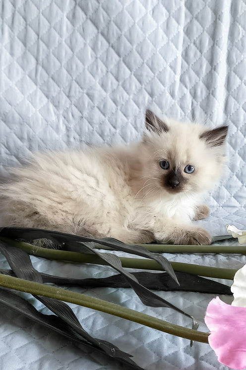 Liron | Siberian Kitten