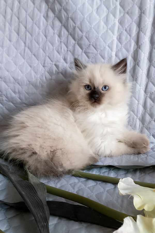 Liron | Siberian Kitten