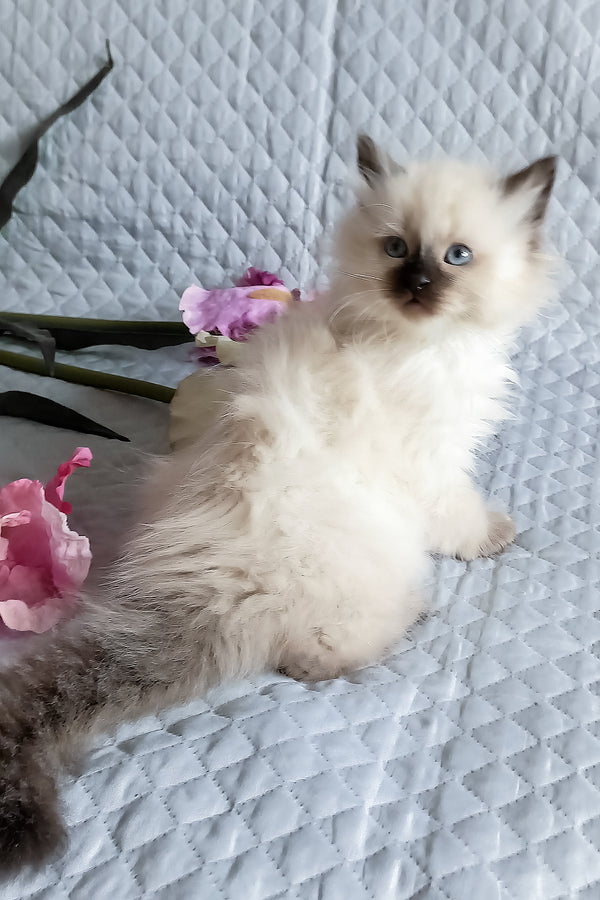 Liron | Siberian Kitten