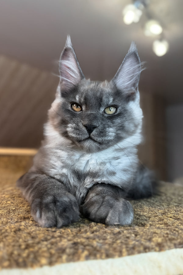 Rafik | Maine Coon Kitten