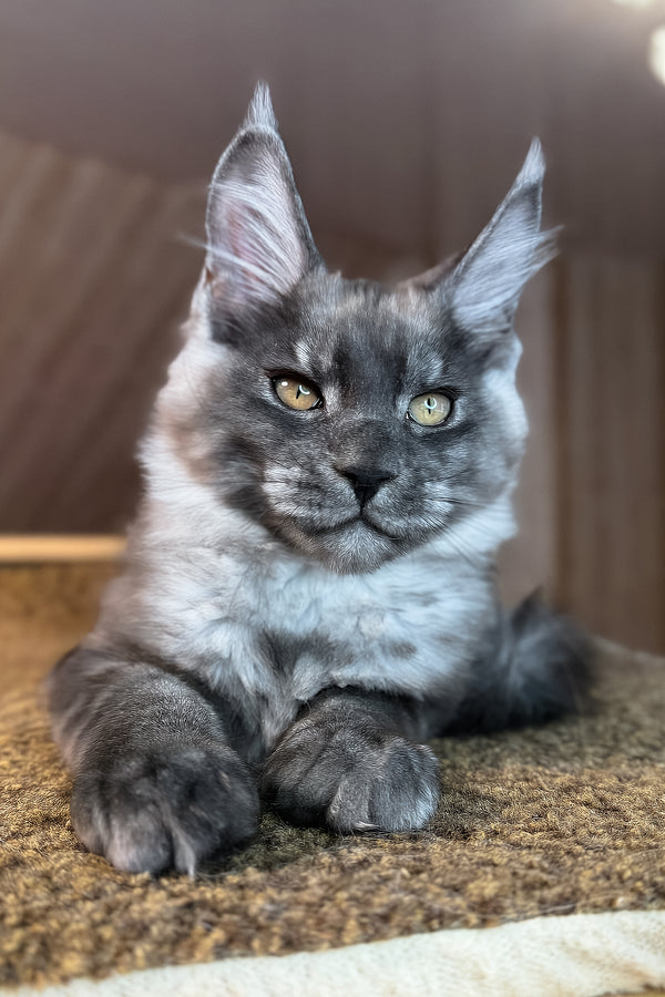Rafik | Maine Coon Kitten