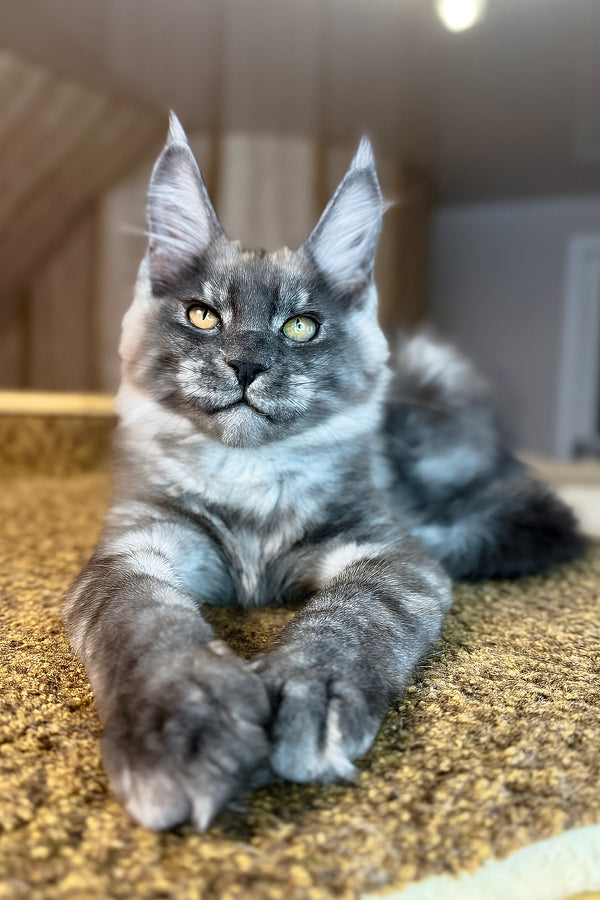 Rafik | Maine Coon Kitten