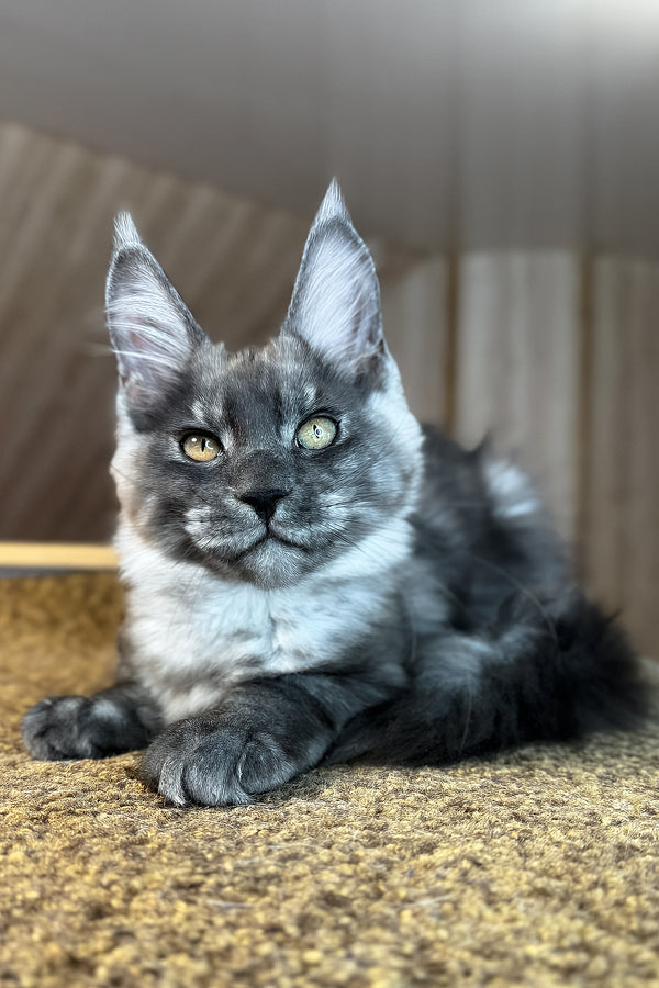 Rafik | Maine Coon Kitten