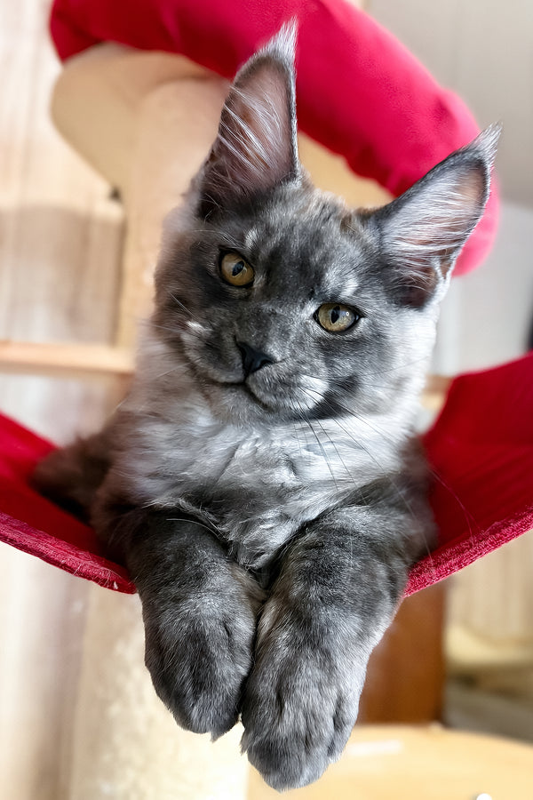Rafik | Maine Coon Kitten