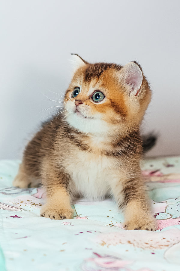 Varna | Scottish Straight Kitten