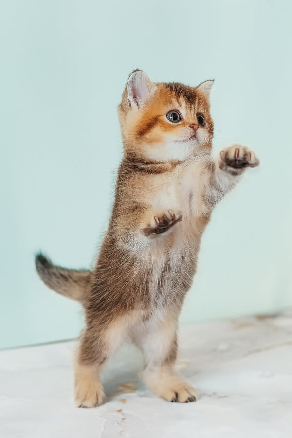 Varna | Scottish Straight Kitten