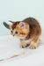 Varna | Scottish Straight Kitten