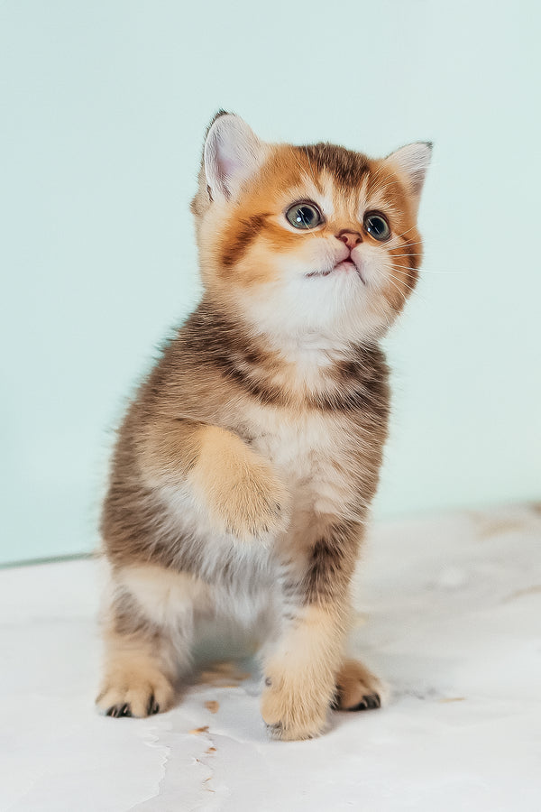 Varna | Scottish Straight Kitten