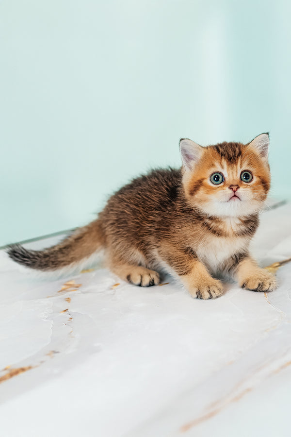 Varna | Scottish Straight Kitten