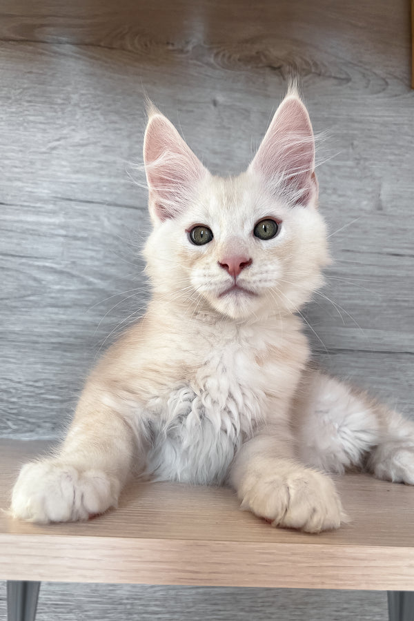 Peter | Maine Coon Kitten