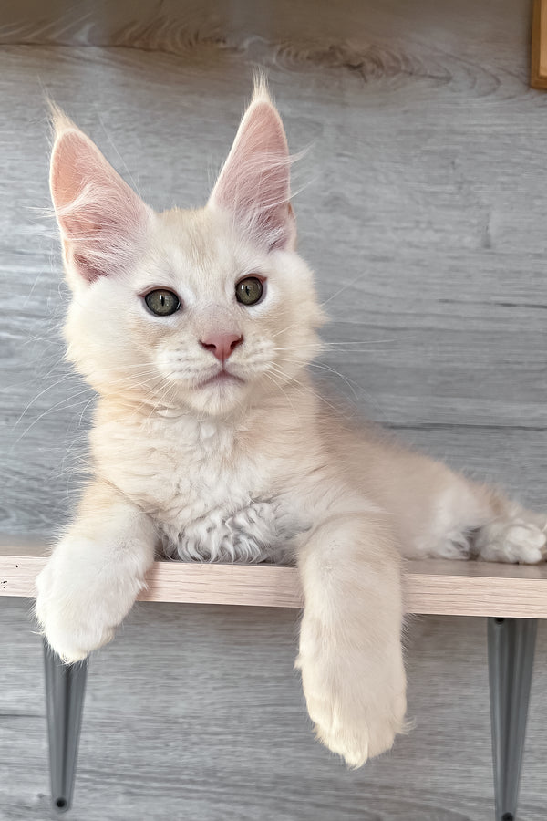 Peter | Maine Coon Kitten