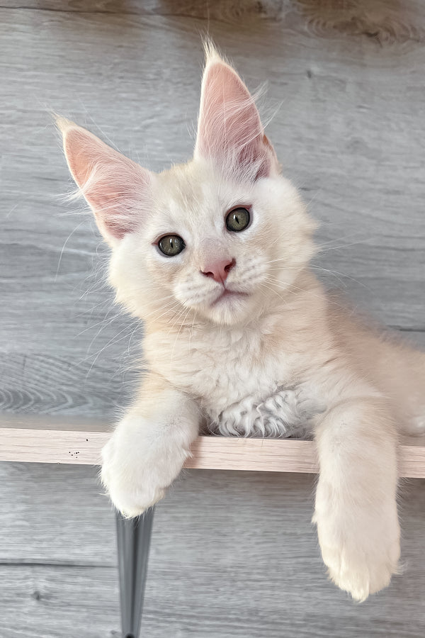 Peter | Maine Coon Kitten
