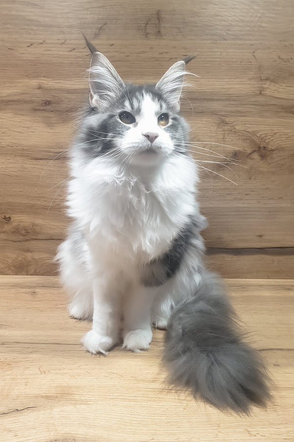 Antarktida | Maine Coon Kitten