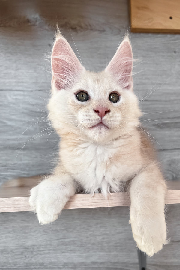Peter | Maine Coon Kitten