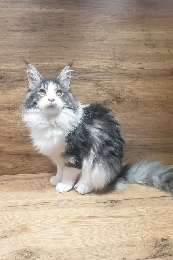 Antarktida | Maine Coon Kitten